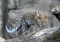FEATURE -  Die neugeborenen Amurleoparden im Brookfield Zoo in Chicago