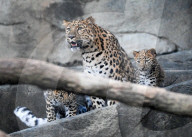 FEATURE -  Die neugeborenen Amurleoparden im Brookfield Zoo in Chicago