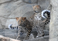 FEATURE -  Die neugeborenen Amurleoparden im Brookfield Zoo in Chicago