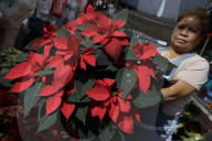 Poinsettia Sales Begin In Mexico On Christmas Eve