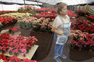Poinsettia Sales Begin In Mexico On Christmas Eve