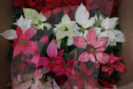 Poinsettia Sales Begin In Mexico On Christmas Eve