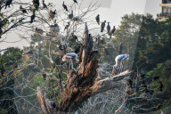 Migratory Birds In India.