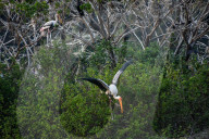 Migratory Birds In India.