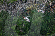 Migratory Birds In India.