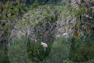 Migratory Birds In India.