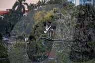 Migratory Birds In India.