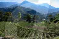 Terrace Farms, Nepal