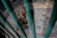 Feeding Sumateran Tiger At Ragunan Zoo, Jakarta