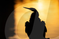 Animals Bird At Sunset