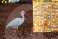 Bird Walks By Christmas Lights