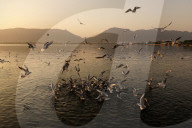 Seagulls Near The Anasagar Lake In Ajmer