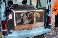 Hunting in Normandy in The Forest of Écouves - France