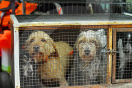 Hunting in Normandy in The Forest of Écouves - France