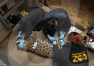 Jaguar at Hertfordshire Zoo