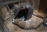 Jaguar at Hertfordshire Zoo