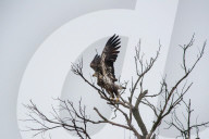 Wildlife At The Oxbow Nature Conservancy In Indiana