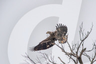 Wildlife At The Oxbow Nature Conservancy In Indiana