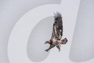 Wildlife At The Oxbow Nature Conservancy In Indiana