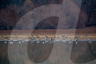 Wildlife At The Oxbow Nature Conservancy In Indiana