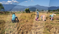 India Agriculture Paddy