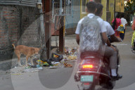 Street Animal Law In India