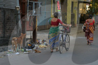 Street Animal Law In India