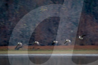 Wildlife At The Oxbow Nature Conservancy In Indiana