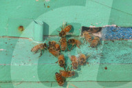 Bee Keeping In Indian Kashmir