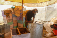 Bee Keeping In Indian Kashmir