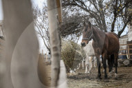 Equestrian Rehabilitation Centre - Ukraine