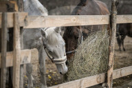 Equestrian Rehabilitation Centre - Ukraine