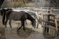 Equestrian Rehabilitation Centre - Ukraine