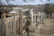 Equestrian Rehabilitation Centre - Ukraine