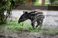 Newborn Tapir Draws Attention Behind Closed Gates