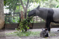Newborn Tapir Draws Attention Behind Closed Gates