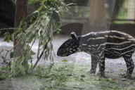 11th Baby Tapir Born At Bandung Zoo Brings Conservation Hope