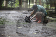 11th Baby Tapir Born At Bandung Zoo Brings Conservation Hope