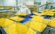 Navel Orange Processing Industry