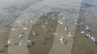Migratory Birds Gather on The Beach