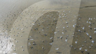 Migratory Birds Gather on The Beach