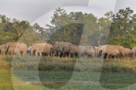 Wild Elephant In Assam 
