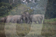 Wild Elephant In Assam 