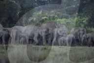 Wild Elephant In Assam 