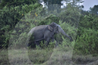 Wild Elephant In Assam 