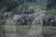 Wild Elephant In Assam 