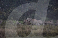 Wild Elephant In Assam 