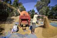 Assam Harvest Paddy 