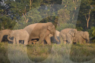 Wild Elephant In Assam 