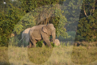 Wild Elephant In Assam 